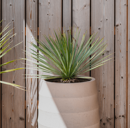 Close-up of green plant in luxury outdoor potttery.