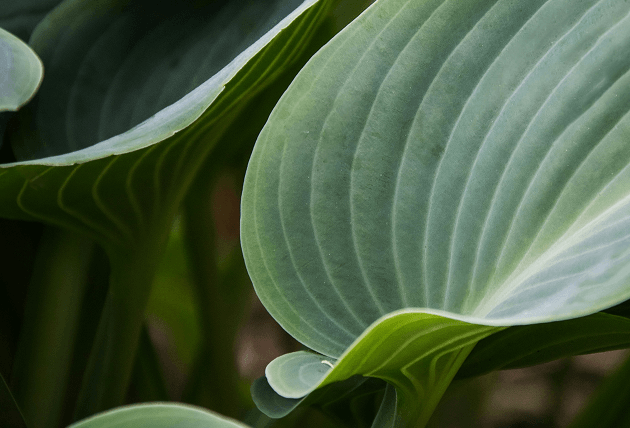 Close up of big green leaves