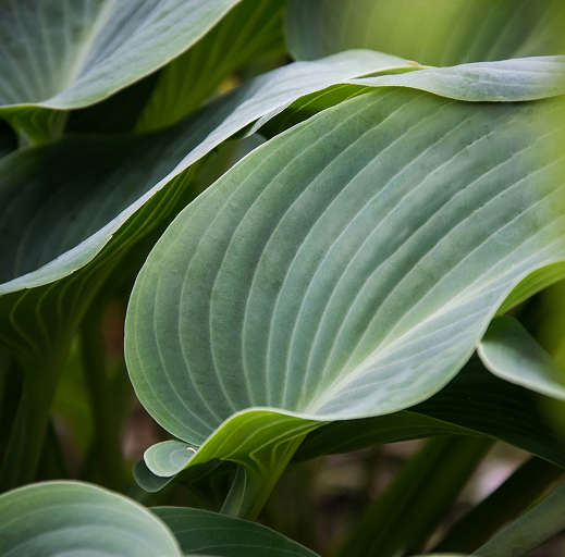 close-up picture of green leaves